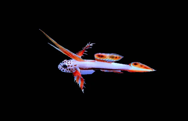 Spike Fin Flaming Crewn Goby Discordipinna Griessingeri — стоковое фото