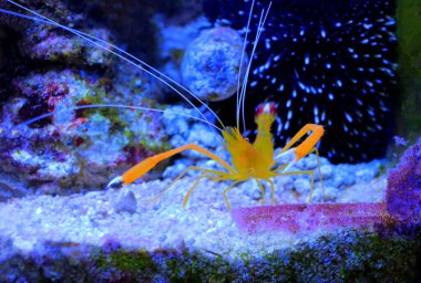 Altın mercan Akdeniz boksör karidesi - Stenopus spinosus