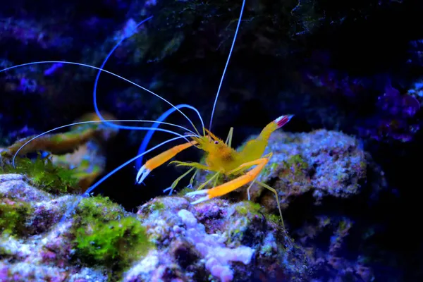 Golden Coral Mediterranean Boxer Shrimp Stenopus Spinosus — Stock Photo, Image