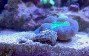 Cerith kum deniz salyangozu - Serityum Caeruleum