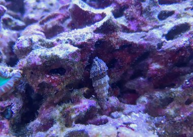 Cerith kum deniz salyangozu - Serityum Caeruleum