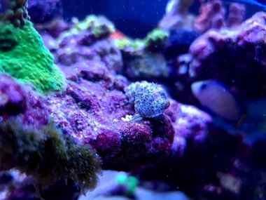 Cerith kum deniz salyangozu - Serityum Caeruleum