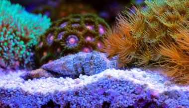 Cerith kum deniz salyangozu - Serityum Caeruleum