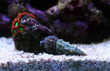 Cerith kum deniz salyangozu - Serityum Caeruleum