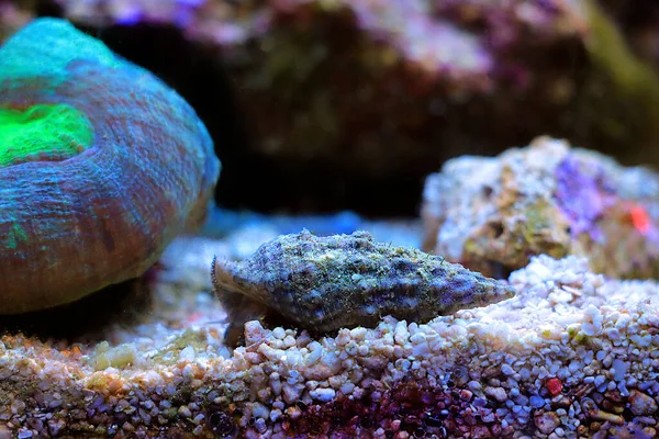 Escargot Mer Cerith Sable Cerithium Caeruleum — Photo