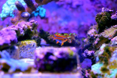 Güzel portakal haçı genç hanım - Neoglyphidodon geçidi