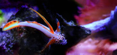 Alevli Karides Goby - Discordipinna griessingeri