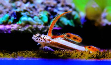 Alevli Karides Goby - Discordipinna griessingeri