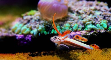 Alevli Karides Goby - Discordipinna griessingeri