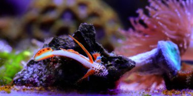 Alevli Karides Goby - Discordipinna griessingeri