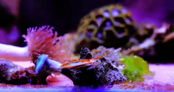 Alevli Karides Goby Discordipinna Griessingeri — Stok fotoğraf