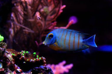 Eibli Tang 'ı taklit et - (Acanthurus tristis)