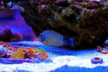 Eibli Tang 'ı taklit et - (Acanthurus tristis)