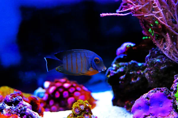 Mimic Eibli Tang Acanthurus Tristis — 스톡 사진