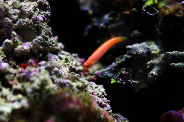 Elongate Orange Dottyback Pseudochromis Elongatus — Stock fotografie