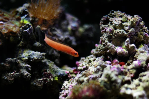 Långvarig Orange Dottyback Pseudochromis Elongatus — Stockfoto