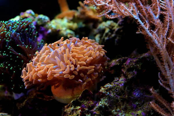 Euphyllia Ancora Coral Martelo Grandes Pólipos Pedregosos — Fotografia de Stock