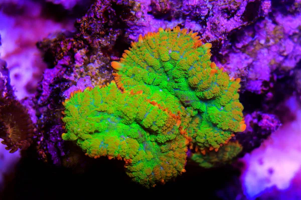 Incrível Colorido Rhodactis Cogumelo Coral Macio Close Fotografia Subaquática — Fotografia de Stock
