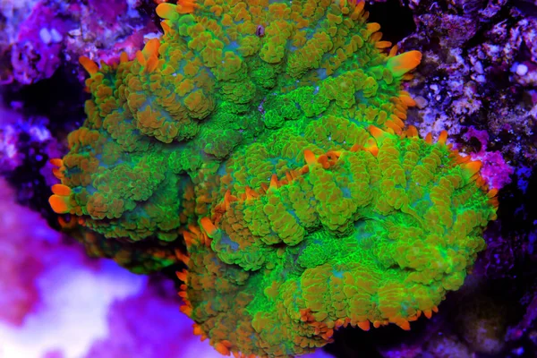 Verbazingwekkende Kleurrijke Rhodactis Muschroom Zacht Koraal Close Onderwater Fotografie — Stockfoto