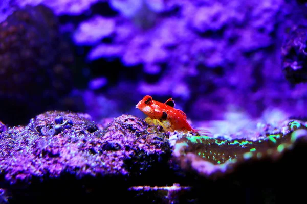 Ruby Red Dragonet Synchiropus Sycorax — Stock Photo, Image