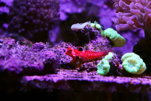Ruby Red Dragonet Synchiropus Sycorax — Stock Photo, Image