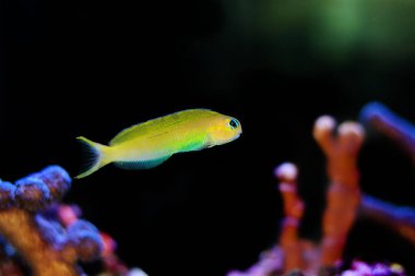 Altın Midas Blenny Balığı - Ecsenius midas
