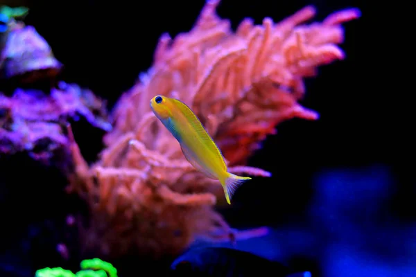 Pescado Dorado Midas Blenny Ecsenius Midas — Foto de Stock