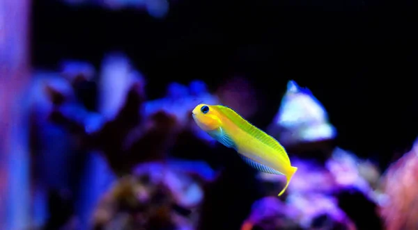 Golden Midas Blenny Fish Ecsenius Midas — Stock Photo, Image