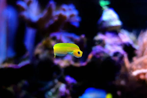 Golden Midas Blenny Fish Ecsenius Midas — стокове фото