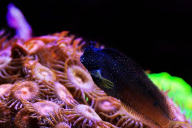 Starry Blenny veya Snowflake Blenny balığı - (Maaşlı ramosus) 