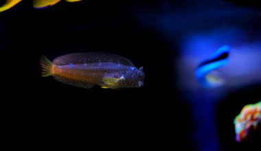 Starry Blenny veya Snowflake Blenny balığı - (Maaşlı ramosus) 