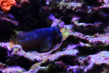 Starry Blenny veya Snowflake Blenny balığı - (Maaşlı ramosus) 