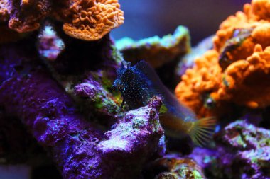 Starry Blenny veya Snowflake Blenny balığı - (Maaşlı ramosus) 