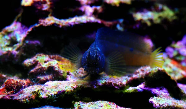 Sterren Blenny Sneeuwvlok Blenny Vis Salarias Ramosus — Stockfoto