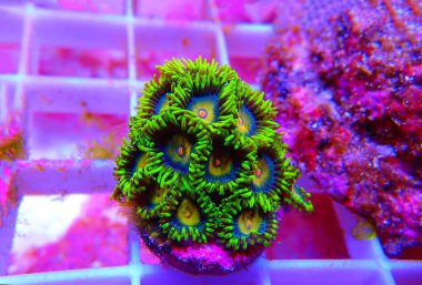 Scrambled eggs small colony of amazing colorful zoanthids polyps