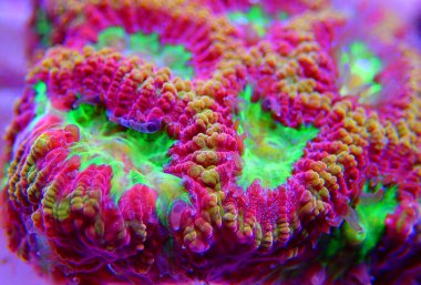 Arrow Favori Beyin küçük resif taşlı mercan parçası