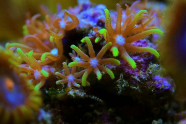 Macro photography on Green star polyp soft coral - Briareum violaceum