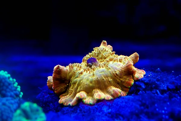 Gold Discosoma Mushroom Coral Anemone Actinodiscus — стоковое фото