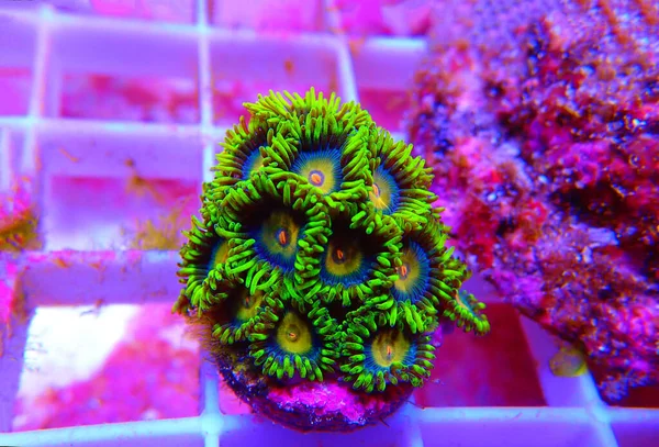 Scrambled Eggs Small Colony Amazing Colorful Zoanthids Polyps — ストック写真