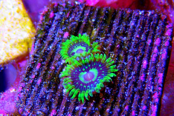 Yoda Small Colony Amazing Colorful Zoanthids Polyps — Stock Fotó
