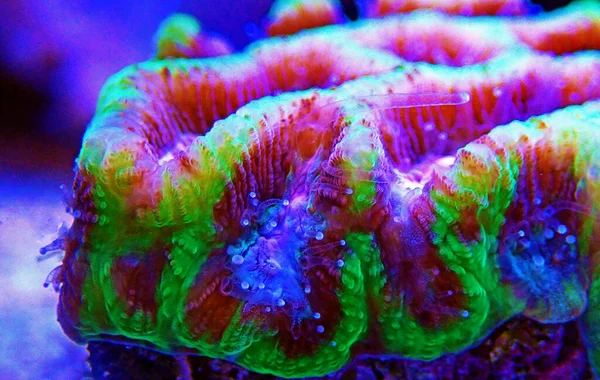 Λαβύρινθος Εγκεφάλου Lps Coral Platygyra — Φωτογραφία Αρχείου