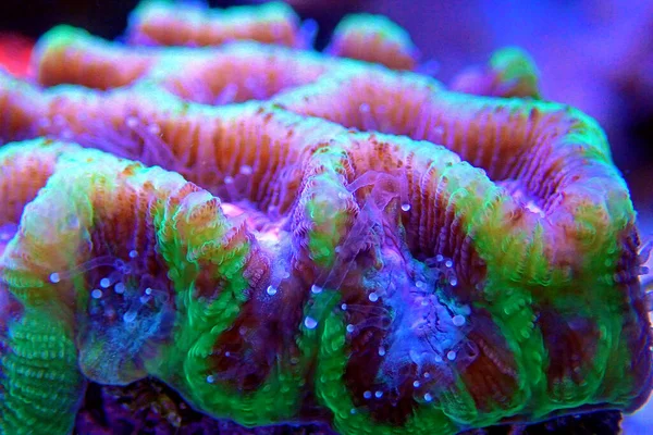 Mózg Labiryntowy Lps Coral Platygyra — Zdjęcie stockowe