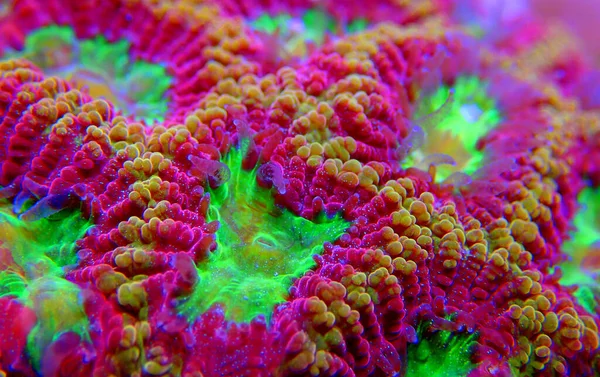 Flecha Favoritos Cerebro Pequeño Pedazo Coral Pedregoso Arrecife — Foto de Stock