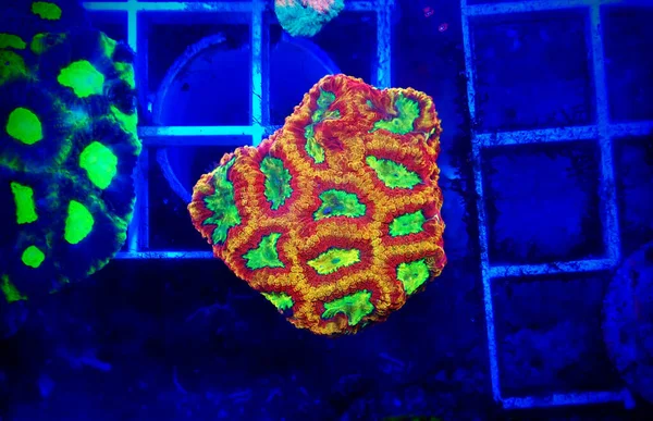 Arrow Favites Brain Small Piece Reef Stony Coral — Stockfoto