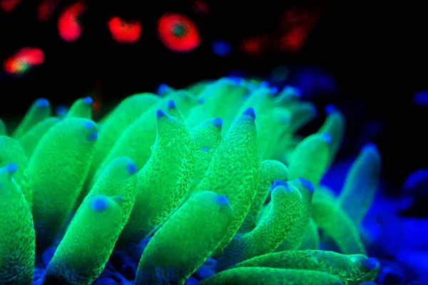 Pinwheel Plate Lps Coral Fungia Fungites — Stockfoto