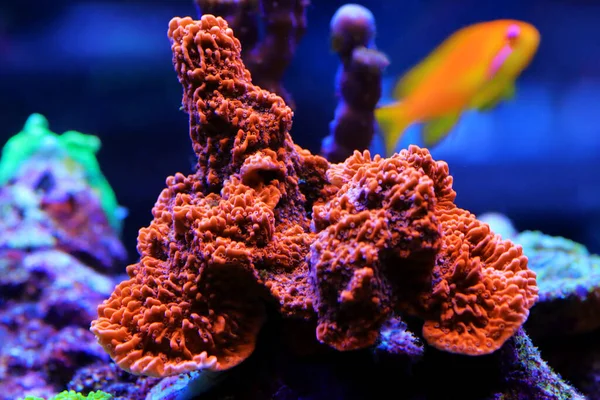 Колоритные Коралловые Кораллы Монтипора Аквариуме — стоковое фото