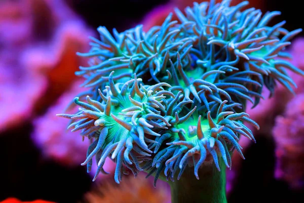 Big Green Polyps Duncan Lps Coral Duncanopsammia Axifuga — стокове фото