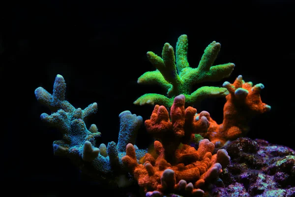 Montipora Coral Pedregoso Colorido Tanque Acuario Arrecife —  Fotos de Stock