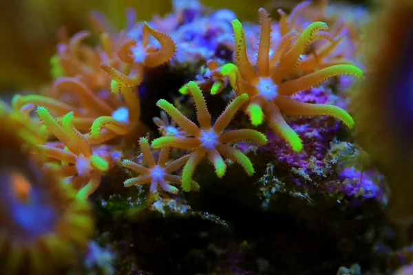 Macro Photography Green Star Polyp Soft Coral Briareum Violaceum — Φωτογραφία Αρχείου