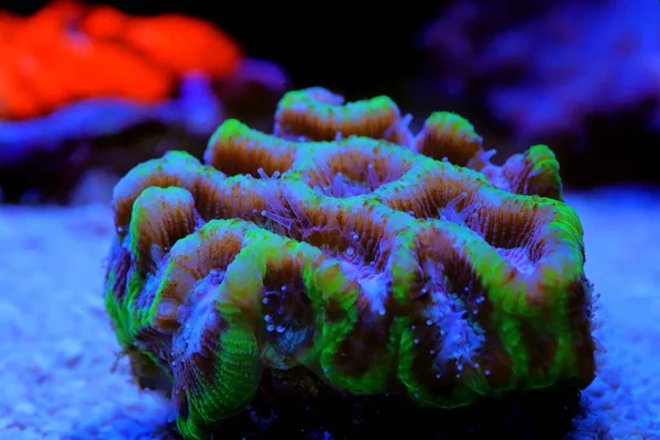 Mózg Labiryntowy Lps Coral Platygyra — Zdjęcie stockowe